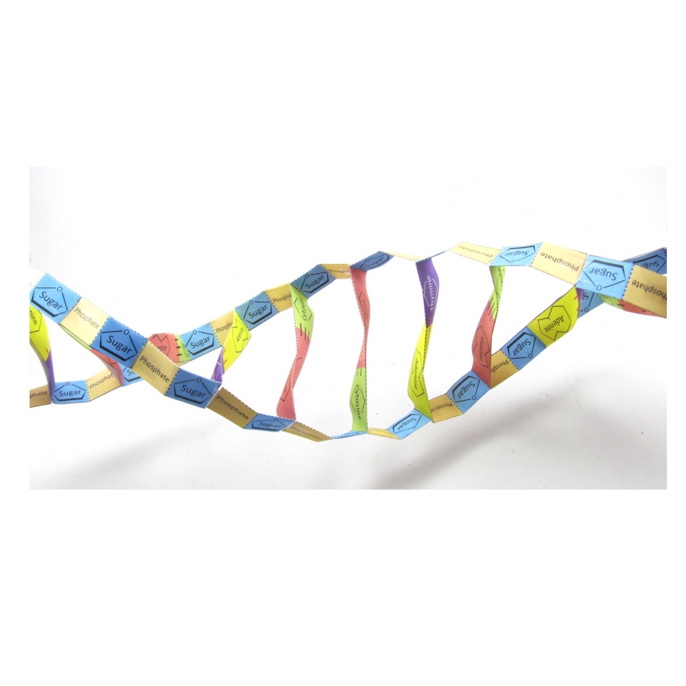 DNA-structuur