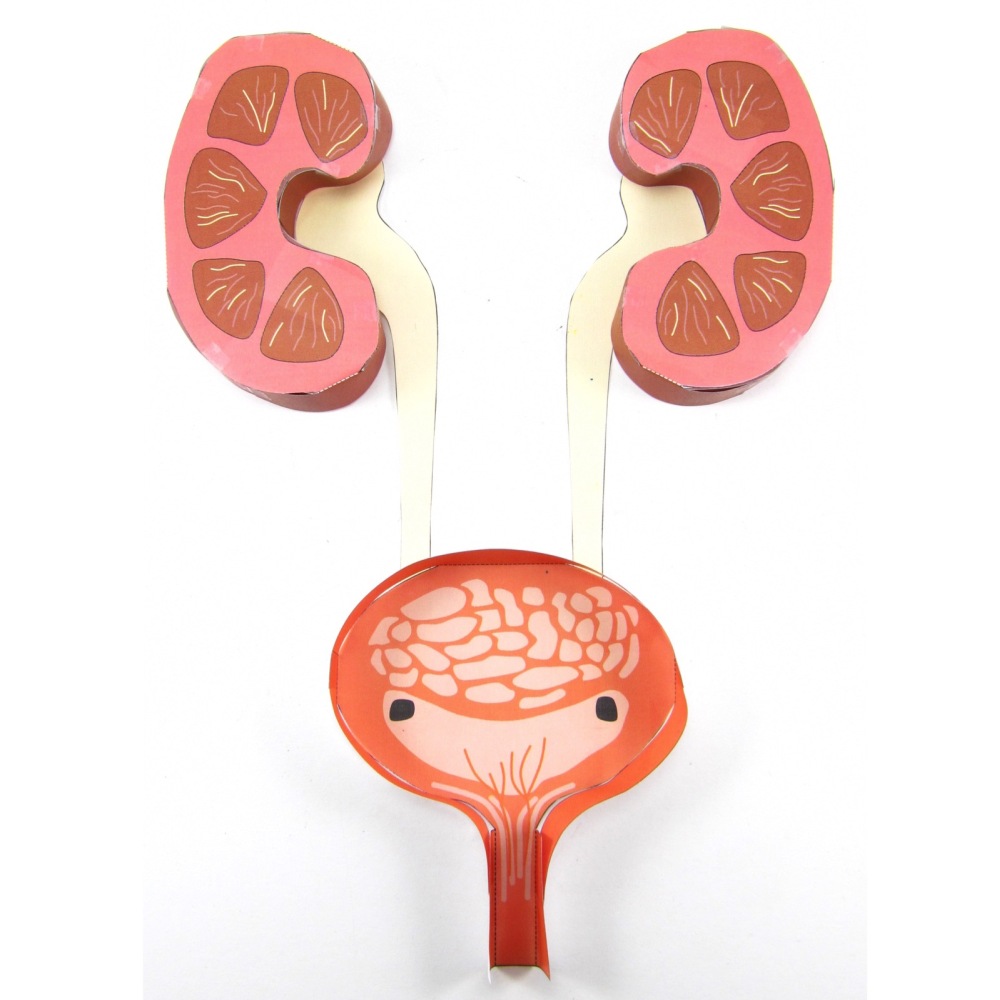 Urinesysteem