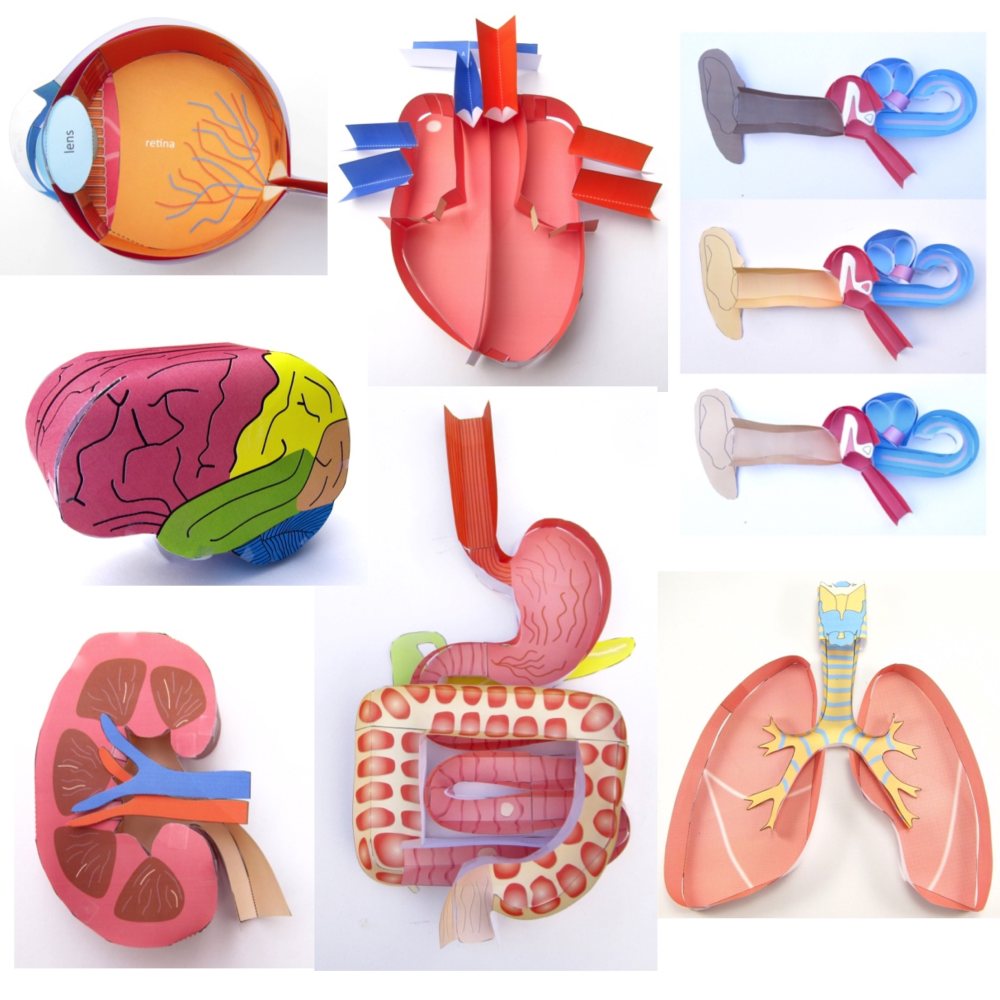 Anatomie bundel