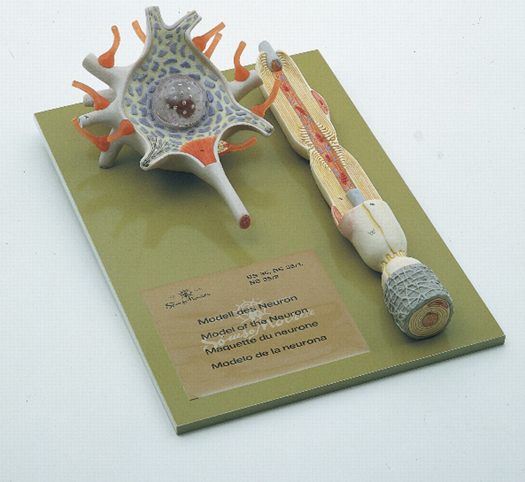 Neuron model SOMSO