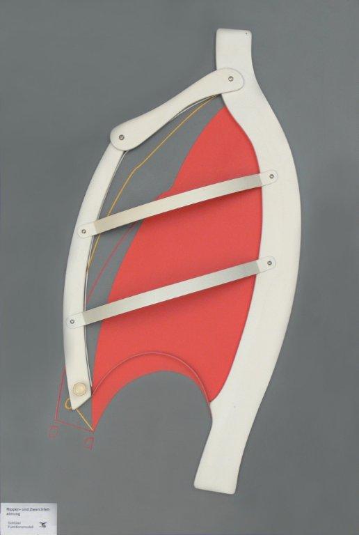 Functie model ademhaling