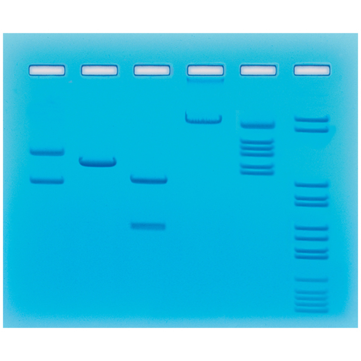 Restrictie-enzym splitsing van plasmide