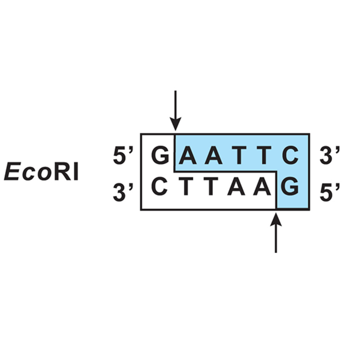 Restrictie-enzym splitsing van plasmide