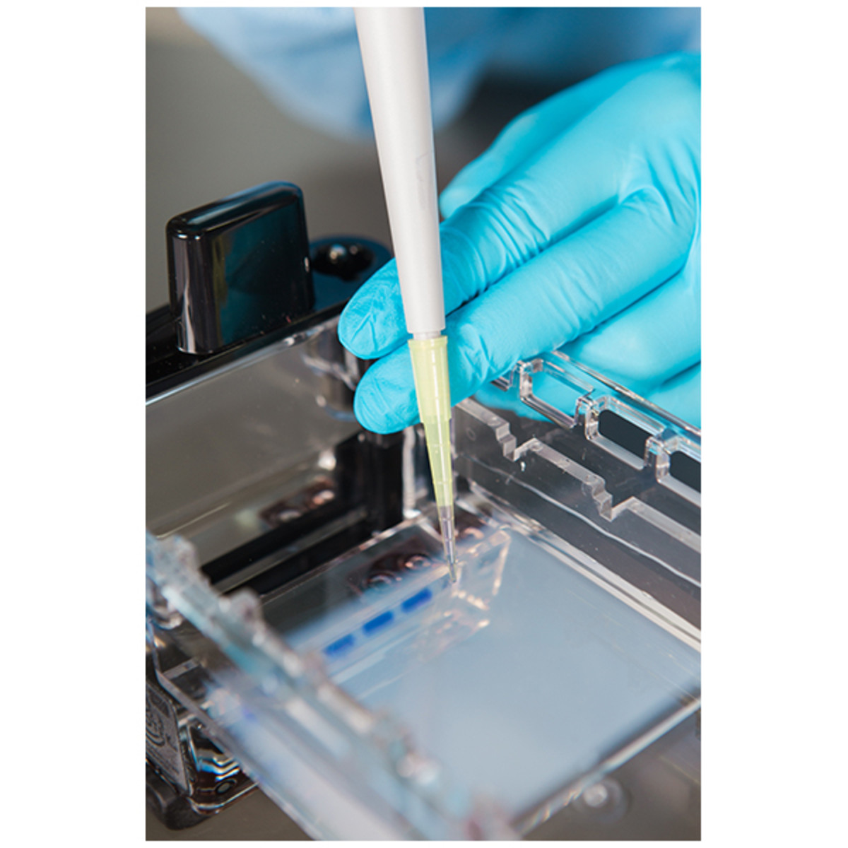 DNA Fingerprinting by Restriction Enzyme