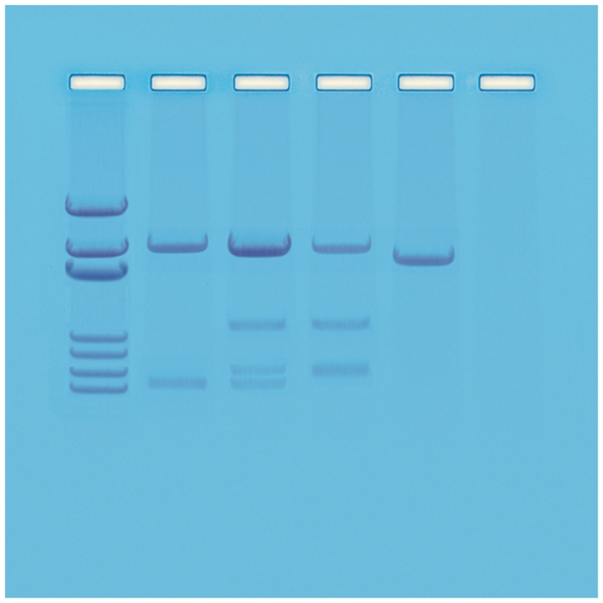 DNA-monsters voor 24 gels  - Expt. 114