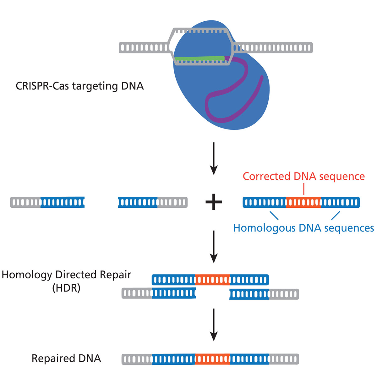 CRISPR voor behandeling Cystic Fibrosis