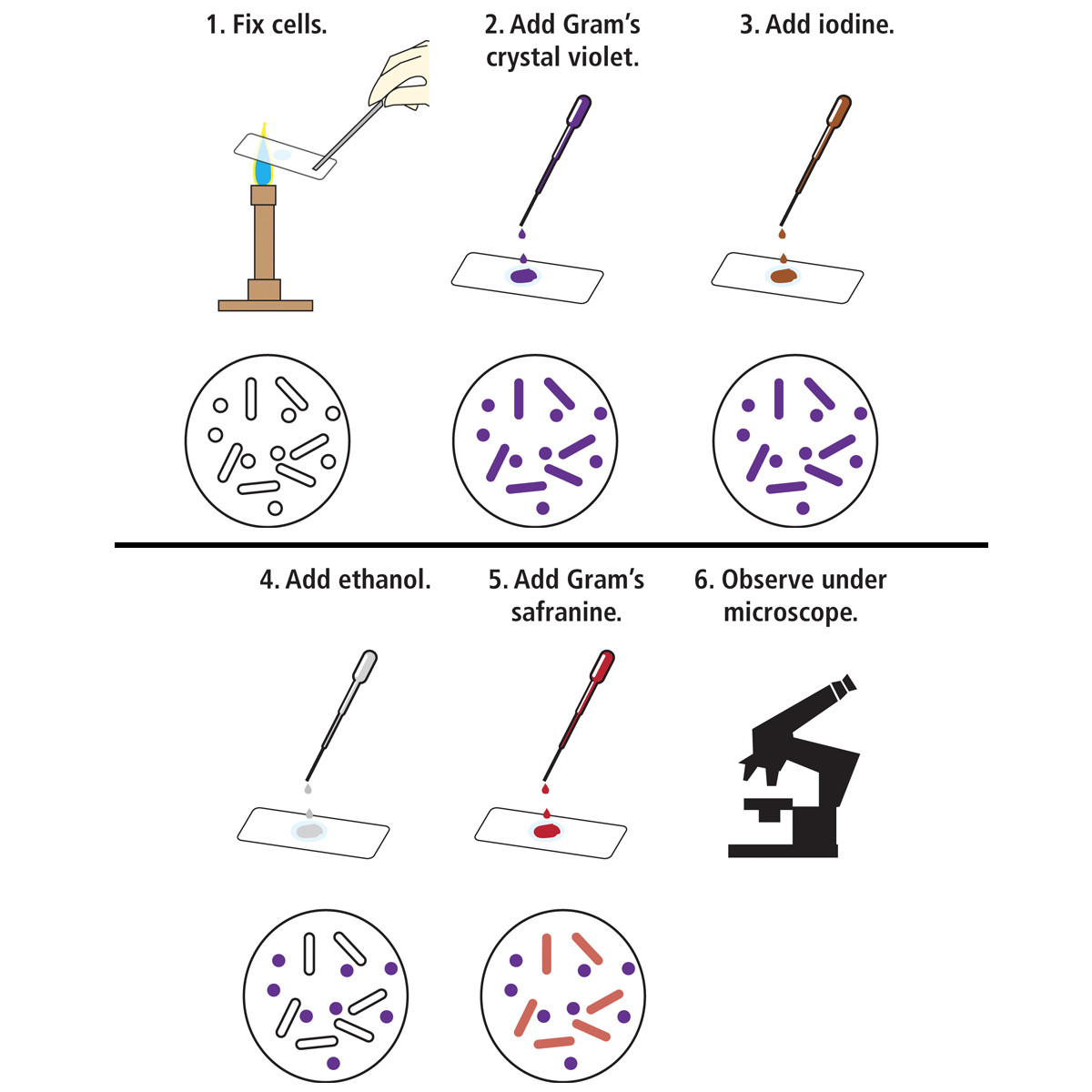 Identification and Characterization of B