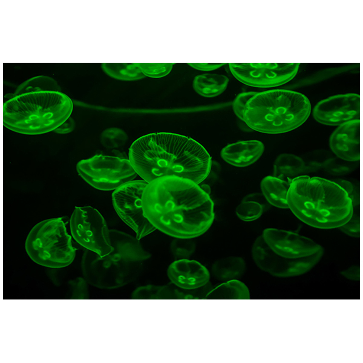 Transformatie van E. coli met groen fluo
