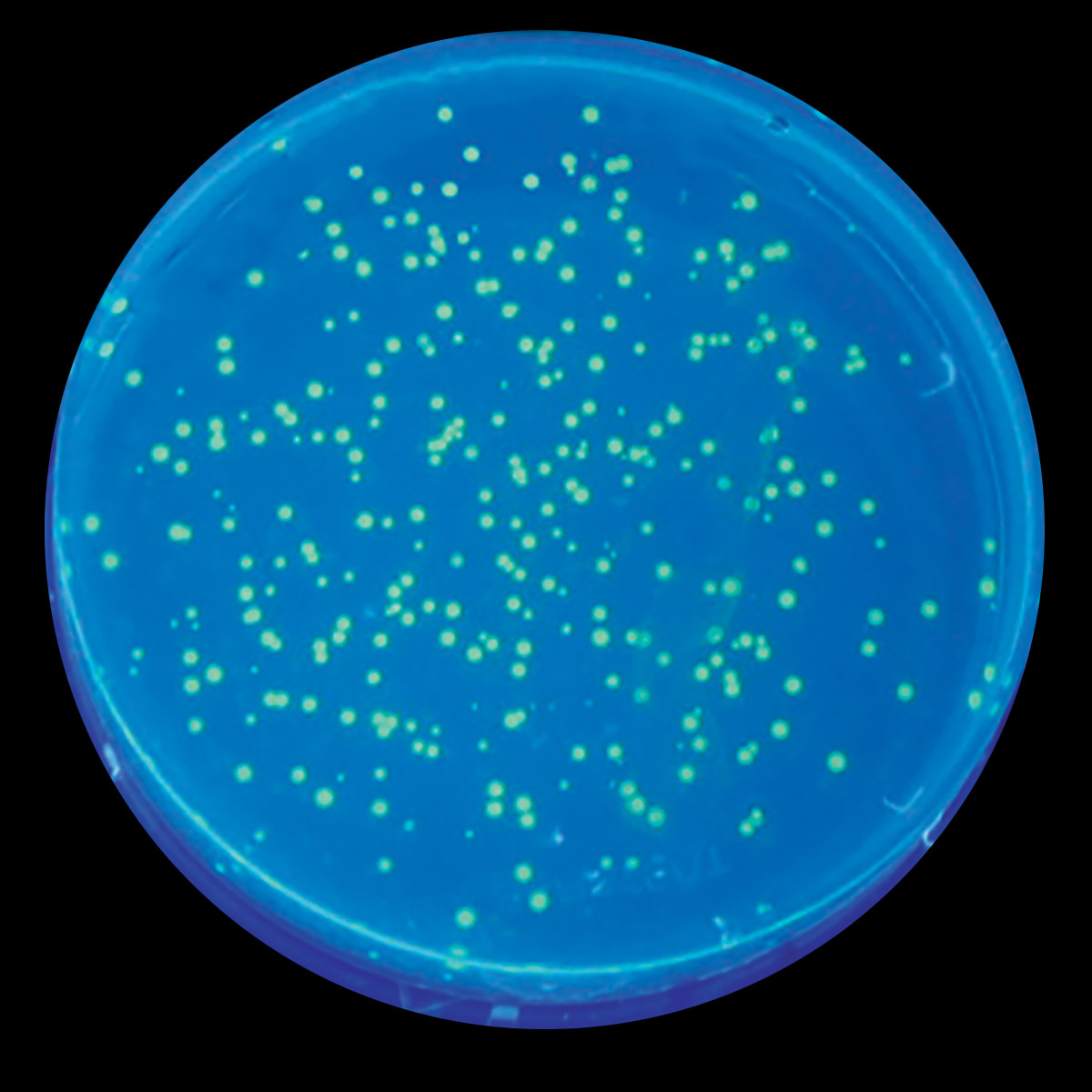 Biotechnologie met GFP verkennen