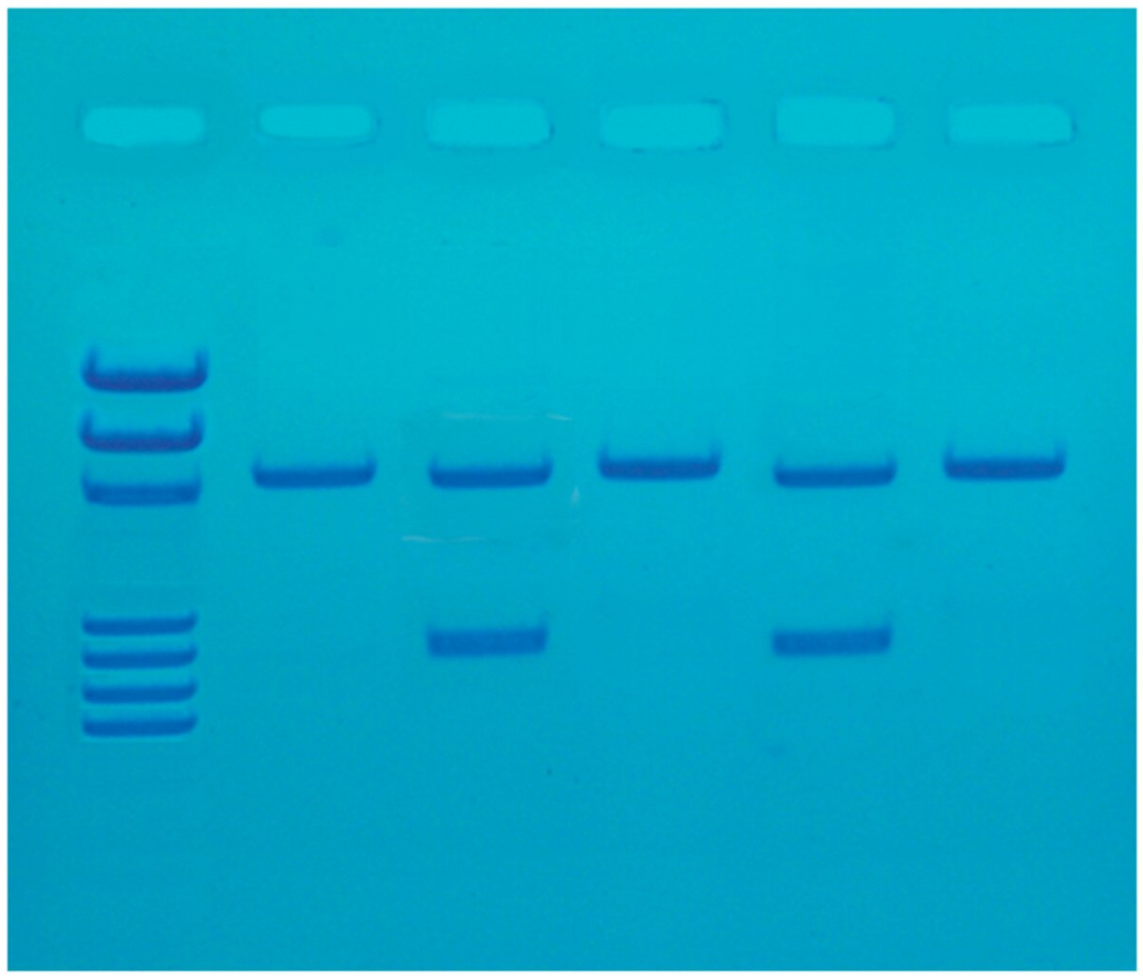 Detection of the Influenza Virus