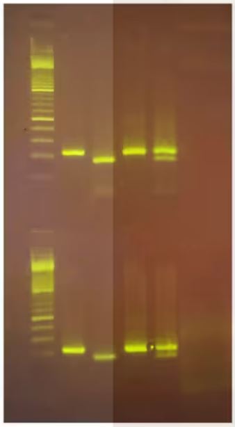 Exploring the Genetics of Taste PTC
