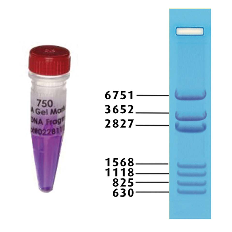 DNA Standaard marker