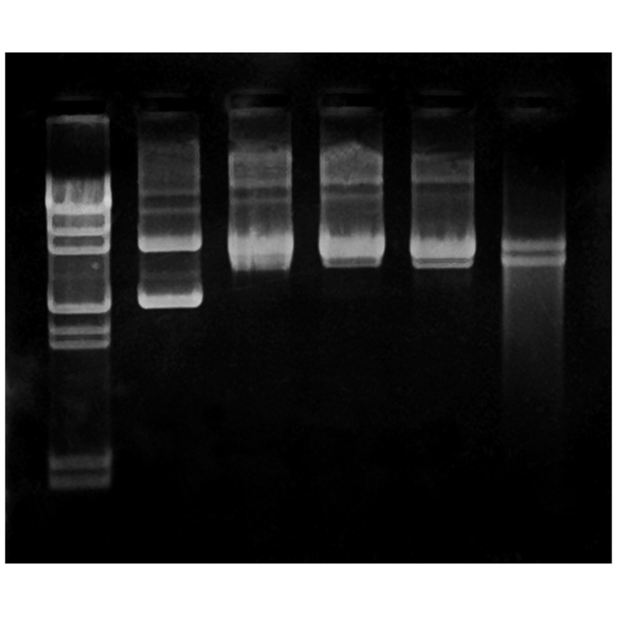 UV-straling en DNA-schade