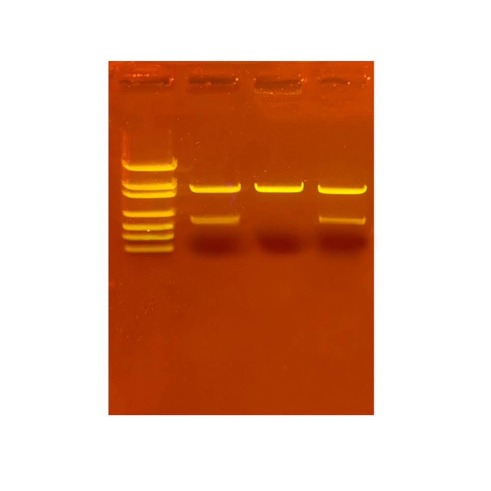 Edvotek forensische biotech-escaperoom