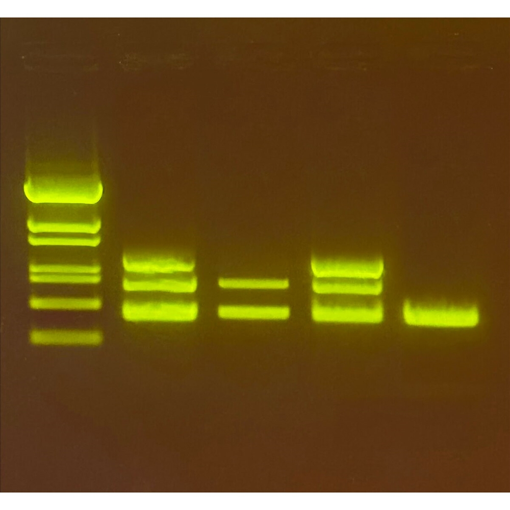 Edvotek DNA-barcodering rode snapper