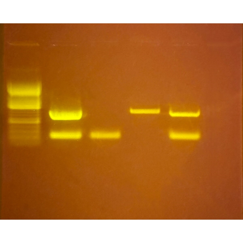 Edvotek PCR-onderzoek afvalwater