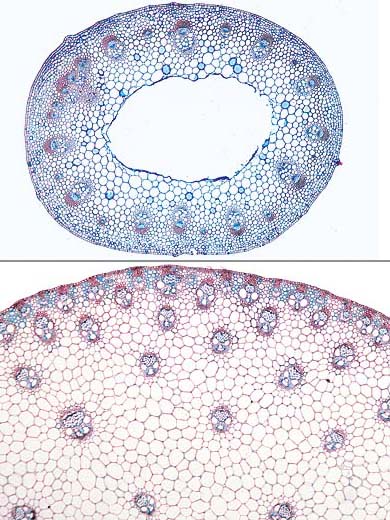 Preparaat dicot en monocot