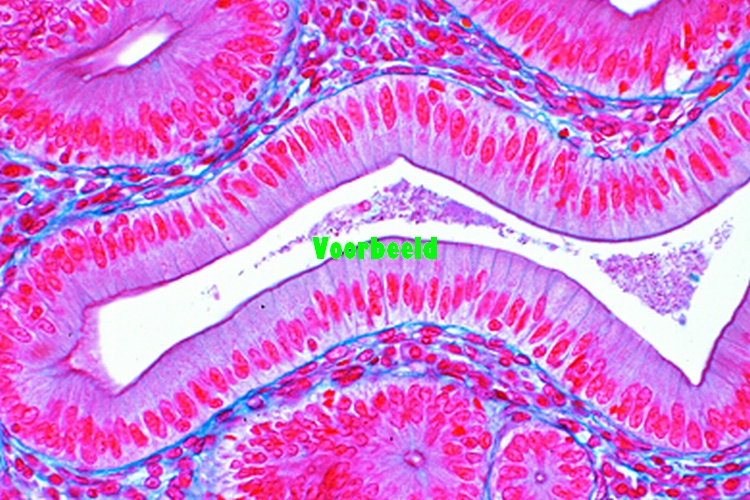 Histologie zoogdieren supplement, individueel