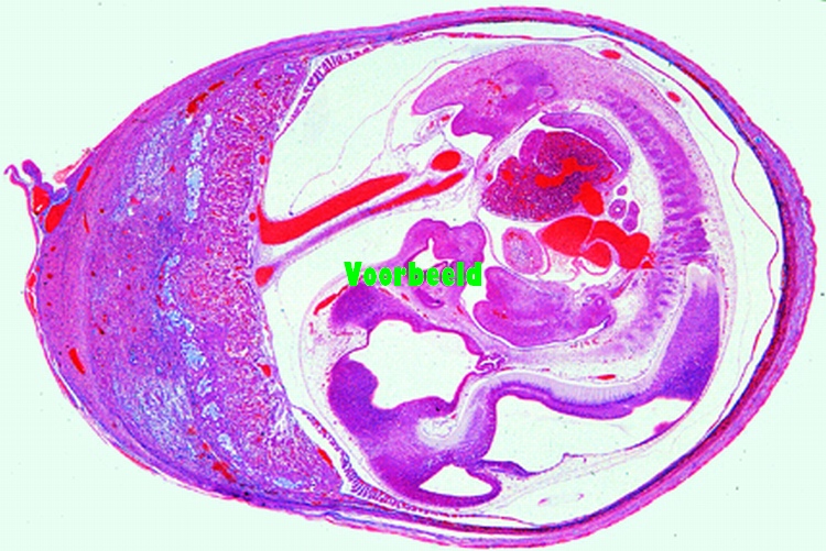 Baarmoeder van rat, met embryo