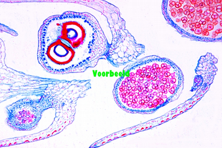 Selaginella, strobilus met sporen