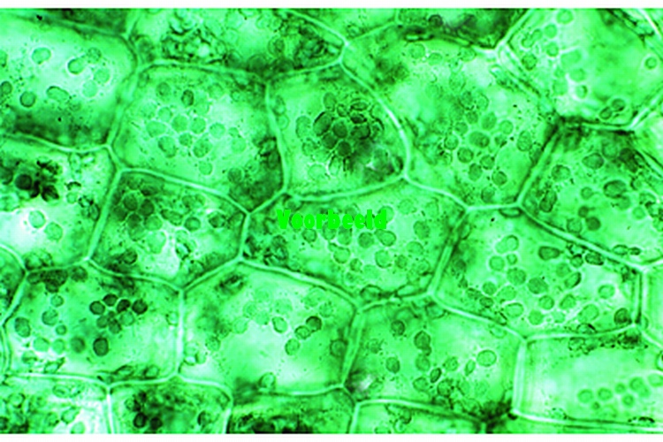 Chloroplasten, blad van Elodea