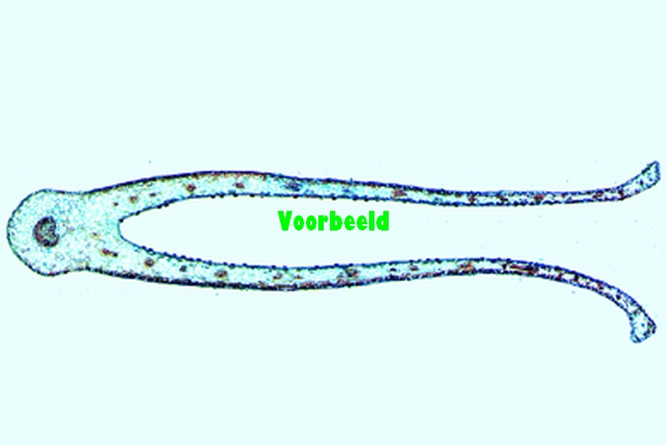 Dionaea, venusvliegenval, blad