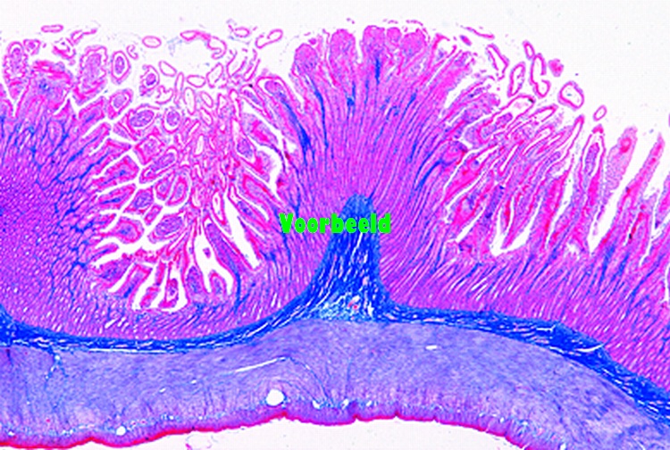 Small intestine of cat, t.s. routine sta