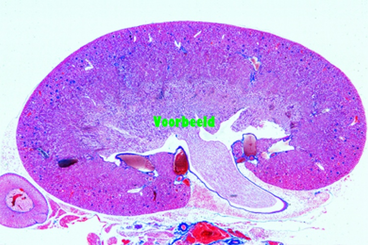 Kidney of mouse with pelvis, l.s.