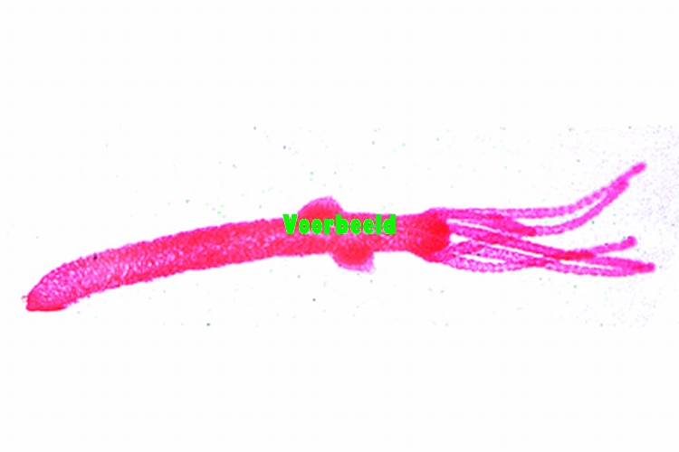 Hydra with testis t.s., sexual reproduct
