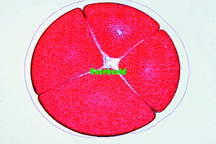 Frog (Rana) embryology: four cell stage