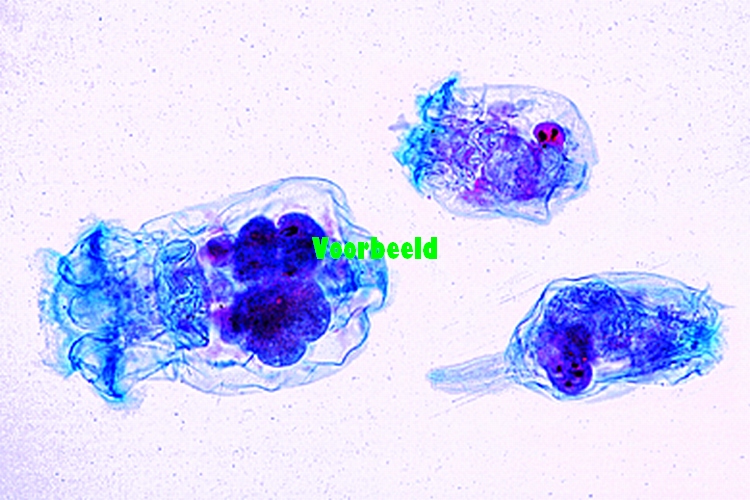 Rotifera