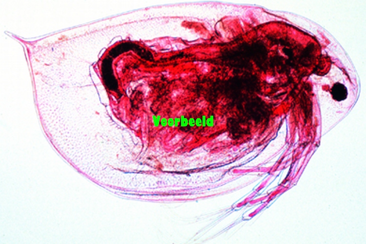 Daphnia en Cyclops
