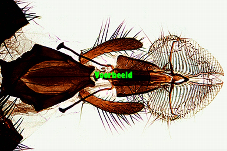 Musca domestica