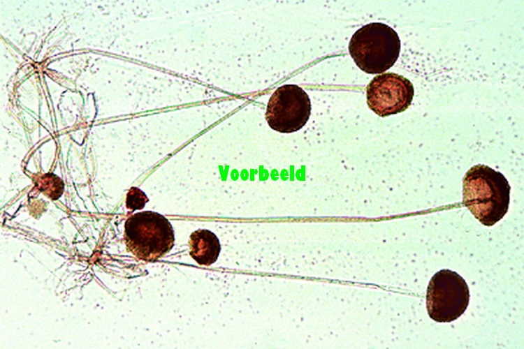 Mucor of Rhizopus, knopschimmel