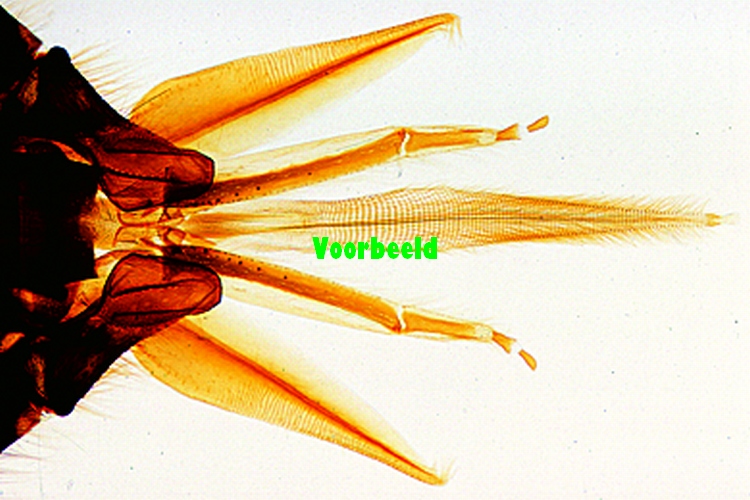Apis mellifica