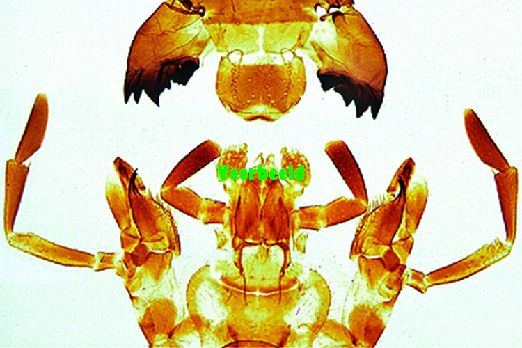 Periplaneta