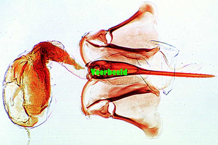 Apis mellifica