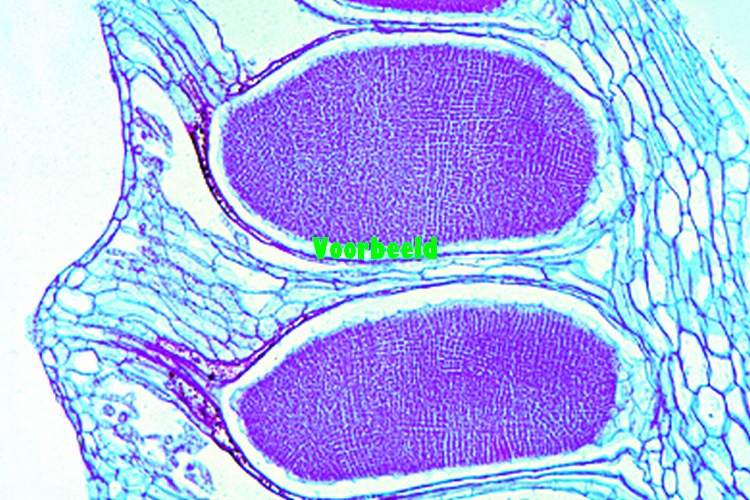 Marchantia