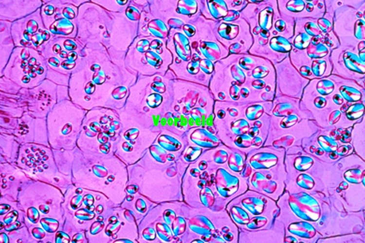 Solanum tuberosum