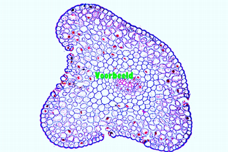 Protostele. Psilotum stem t.s.