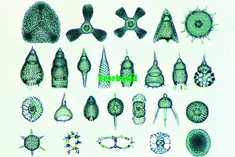 Radiolaria