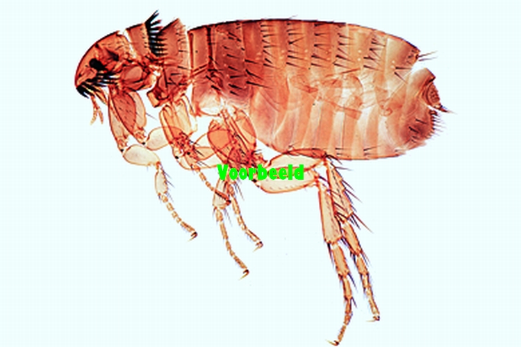 Ctenocephalus