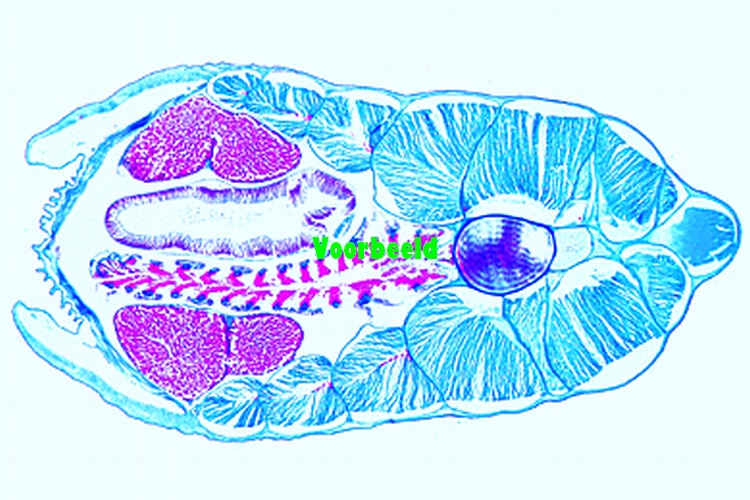 Branchiostoma lanceolatum