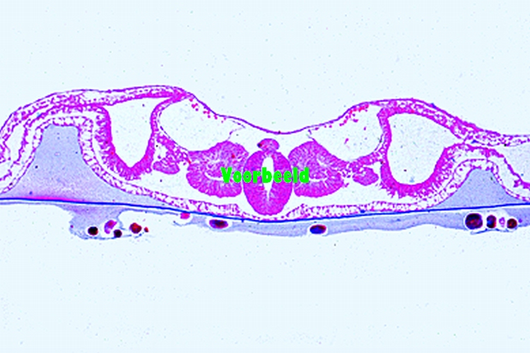 Kippenembryo