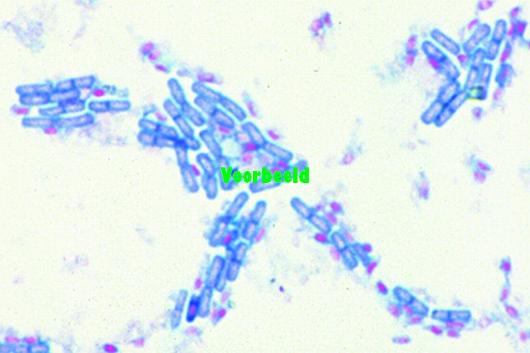 Bacillus subtilis
