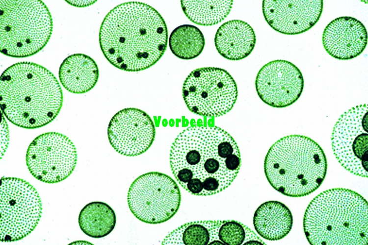 Volvox