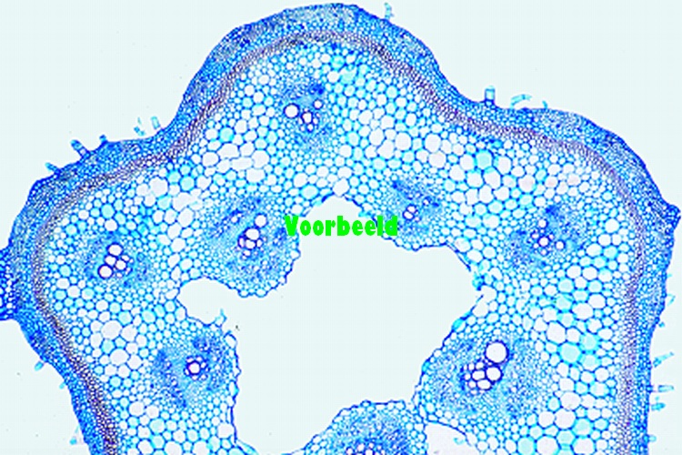 Cucurbita