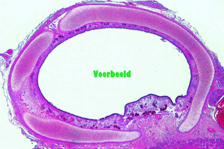 Trachea, cat, t.s. showing cartilage, ci