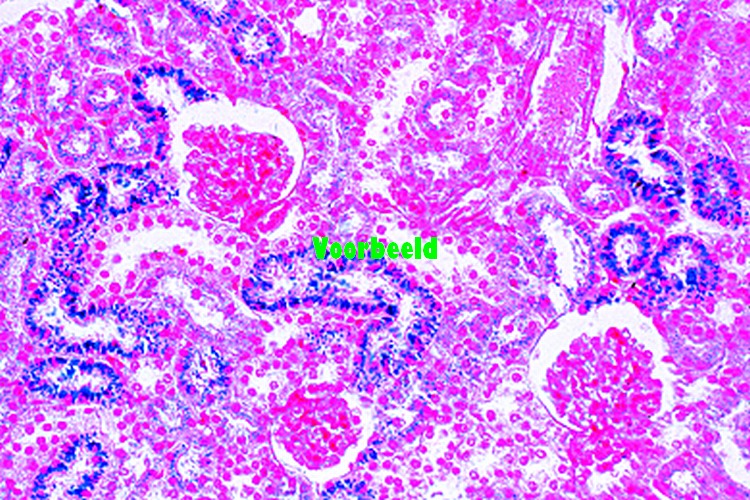 Kidney of mouse, t.s. vital stained with