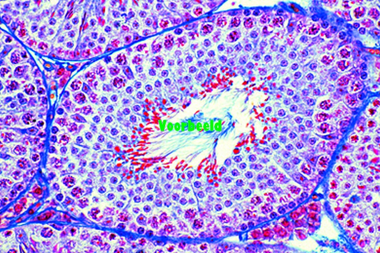 Testis, rabbit, t.s.